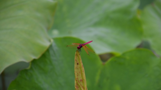 夏天红蜻蜓立在荷叶上随风摇摆