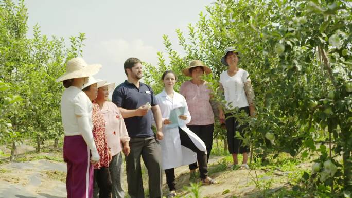 乡村振兴外国专家苹果园指导果农种植学习