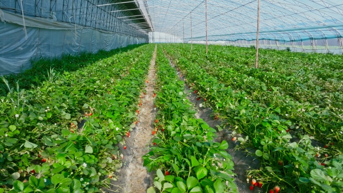 航拍大棚大棚内草莓种植采摘