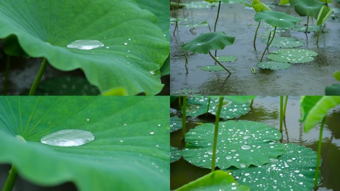 雨天荷叶荷塘