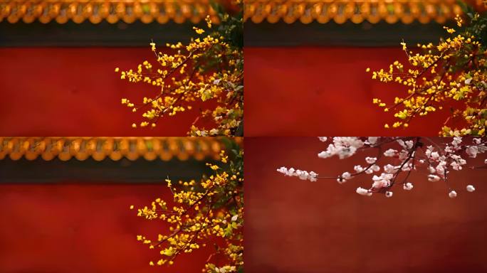 故宫宫墙红墙梅花