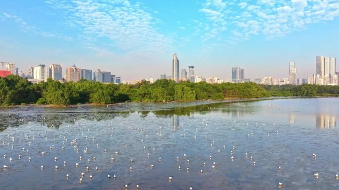 深圳湾红树林湿地候鸟航拍