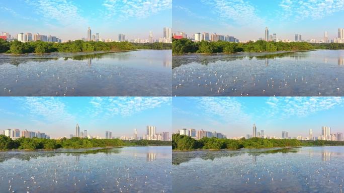深圳湾红树林湿地候鸟航拍