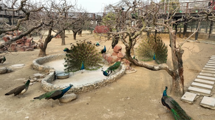 淮安动物园里的孔雀