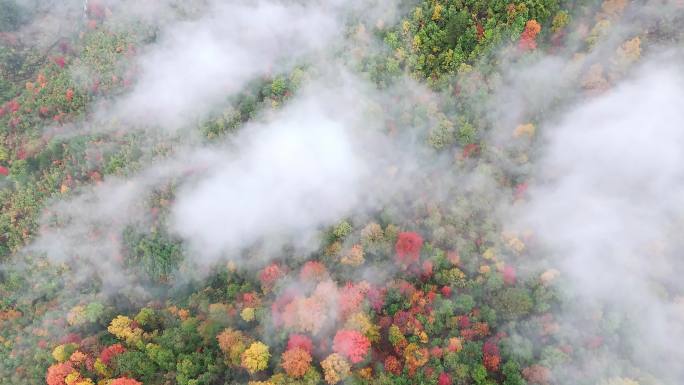 云雾缭绕的彩色森林绿色植被