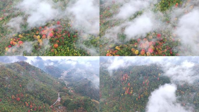 云雾缭绕的彩色森林绿色植被