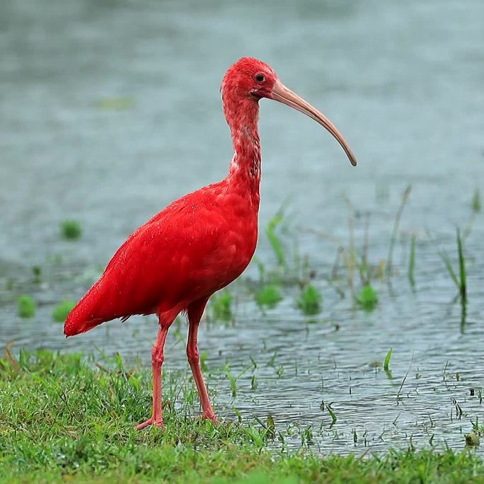 美洲红鹮世界色最红的鸟类湿地在雨中觅食