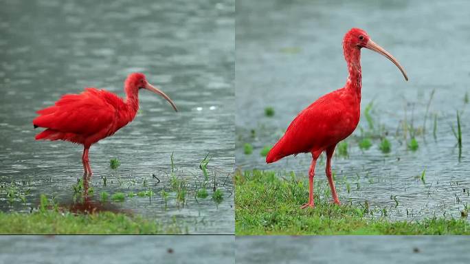 美洲红鹮世界色最红的鸟类湿地在雨中觅食