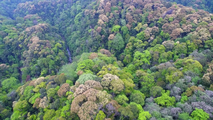 航拍森林山脉云雾环保沙县萝卜岩楠木保护区