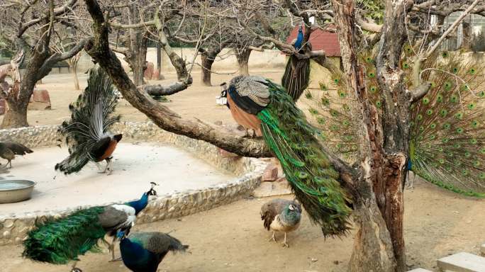 淮安动物园里的孔雀 开屏