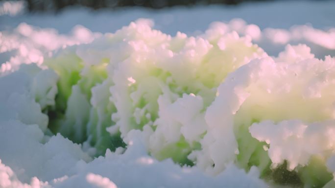 冰雪中的白菜