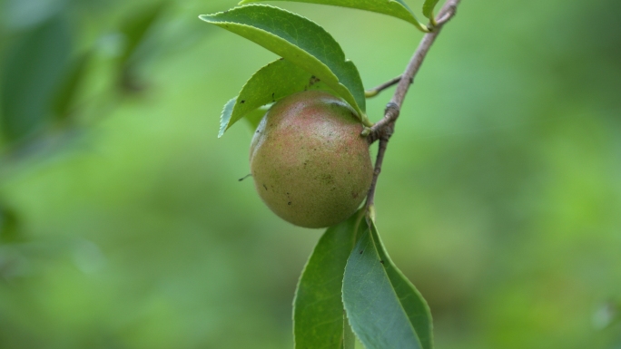 山茶油果