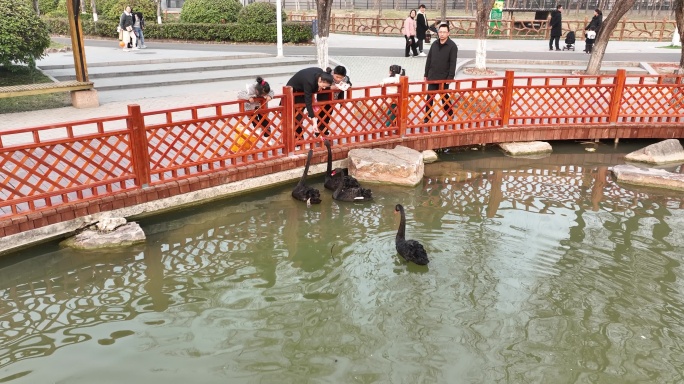 淮安动物园里的天鹅