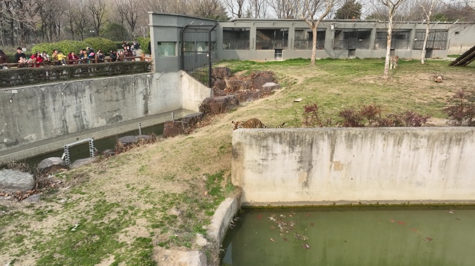 淮安动物园里的老虎