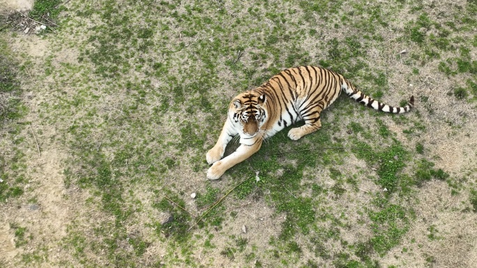 淮安动物园里的老虎