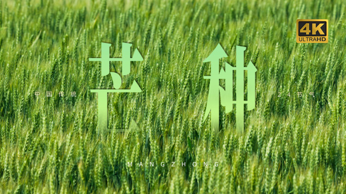 【合集】小满芒种小麦风吹麦浪