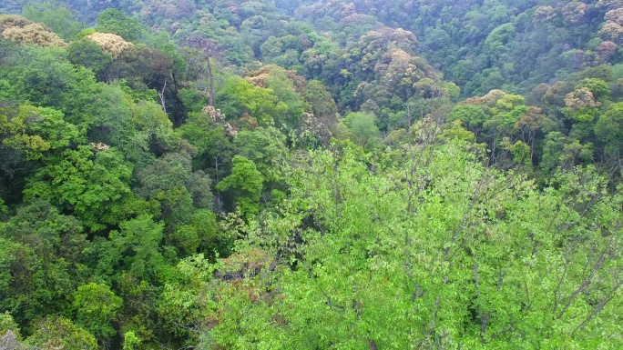 航拍森林山脉云雾环保沙县萝卜岩楠木保护区