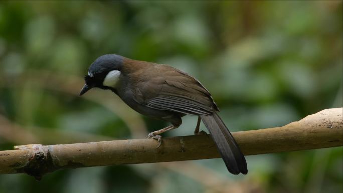 自然森林树林鸟小鸟素材