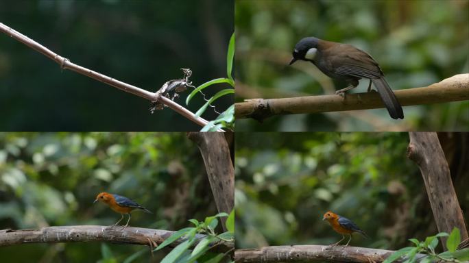 自然森林树林鸟小鸟素材