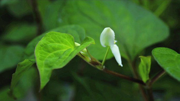 蕺菜 侧耳根 鱼腥草 折耳根  延时摄影