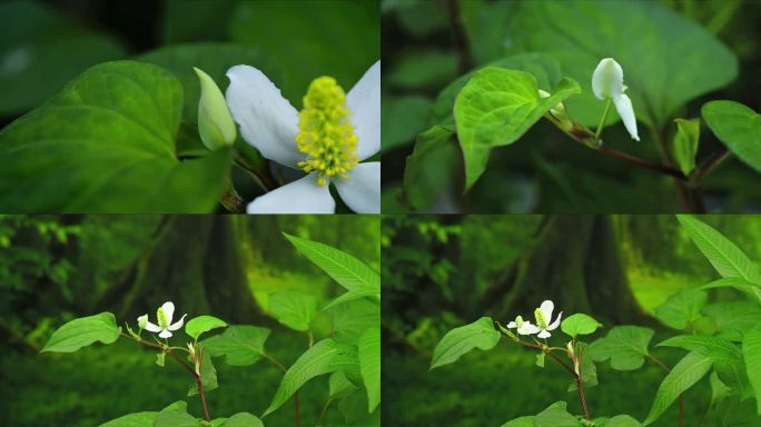 蕺菜 侧耳根 鱼腥草 折耳根  延时摄影