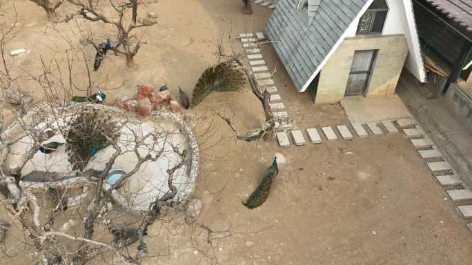 淮安动物园里的孔雀