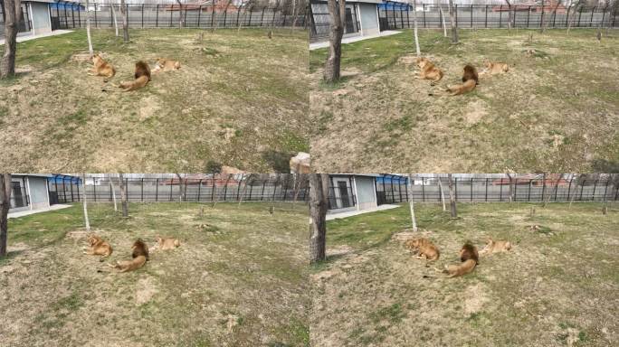 淮安动物园里的狮子