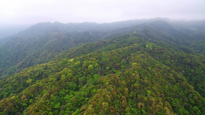 航拍森林山脉云雾环保沙县萝卜岩楠木保护区