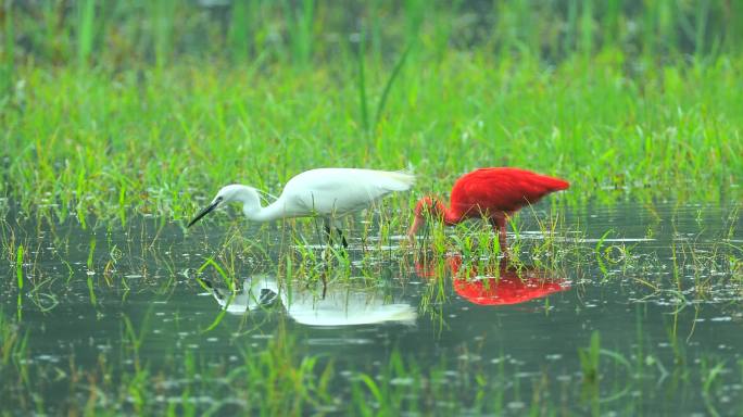 美洲红鹮世界色最红的鸟类在湿地与白鹭觅食