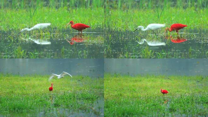 美洲红鹮世界色最红的鸟类在湿地与白鹭觅食