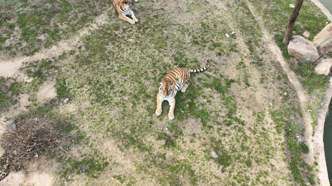 淮安动物园里的老虎