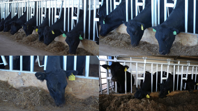 4K航拍牛养殖基地