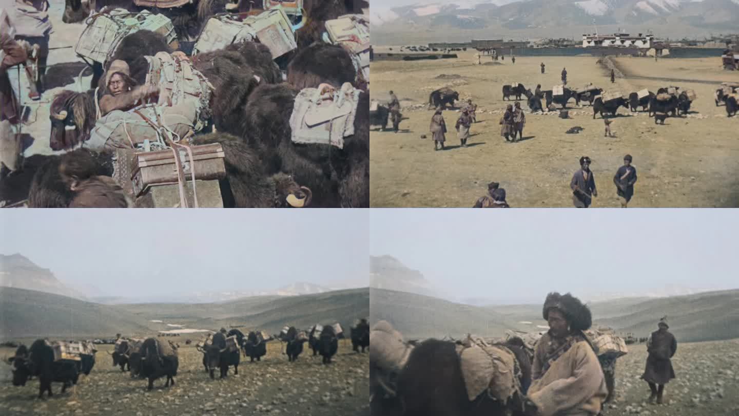 解放前的西藏 牦牛运输（4K修复）
