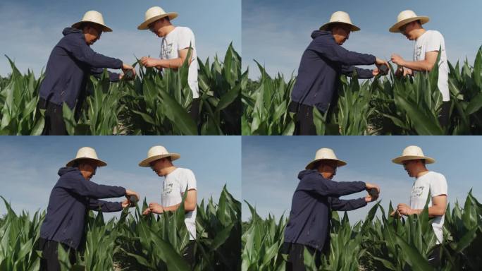 玉米 试验田 农业科技