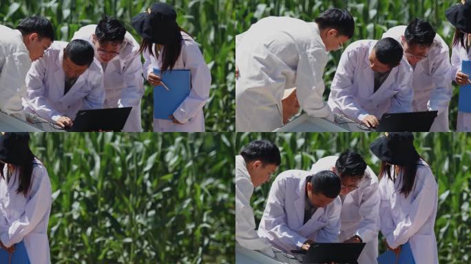 玉米 试验田 农业科技