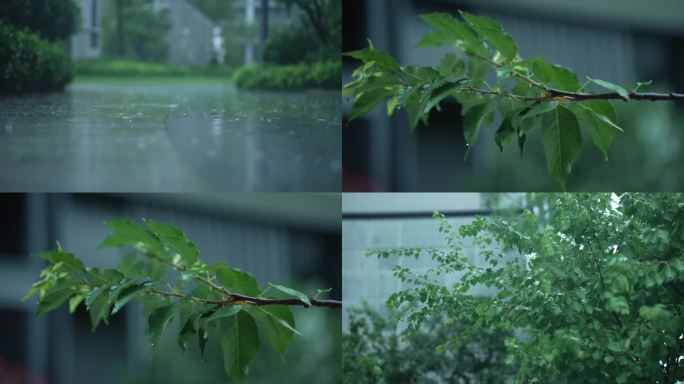 实拍唯美写意下雨雨天空树叶滴落镜头4K