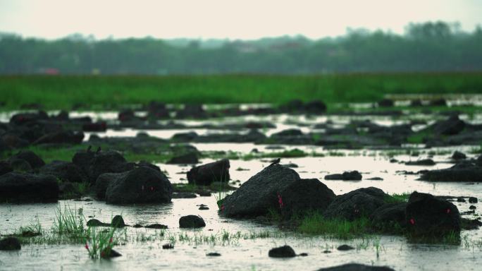 湿地雨燕-高速摄影