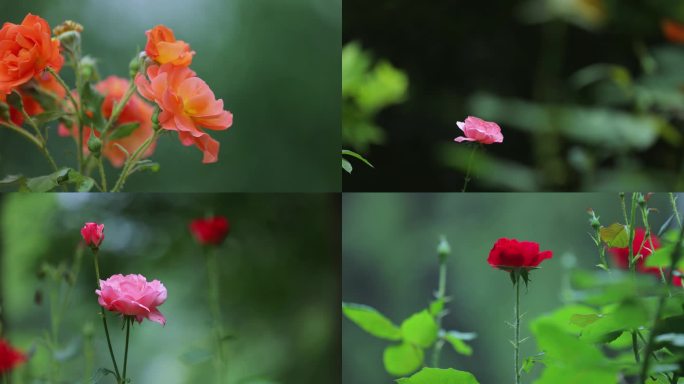 4K月季  花卉 初夏 宣传片素材 片尾