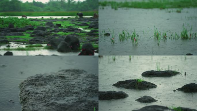 火山湿地下雨天-慢镜头