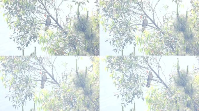 难得一见的鹰鹃阳雀叫声，拍摄时有竹鸡叫声
