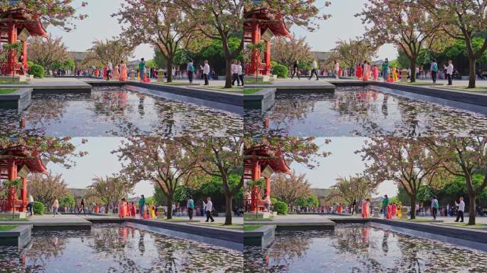 西安大雁塔樱花盛开游客拍照留影