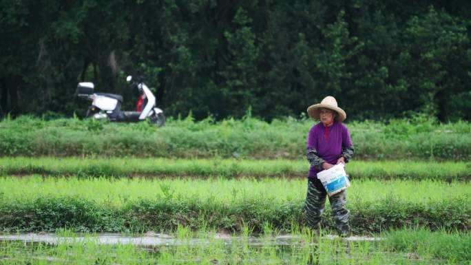 水稻种植施肥水田农民干活
