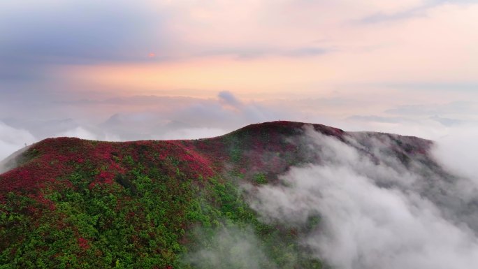 4K 黔东南丹寨漫山遍野杜鹃花盛开1