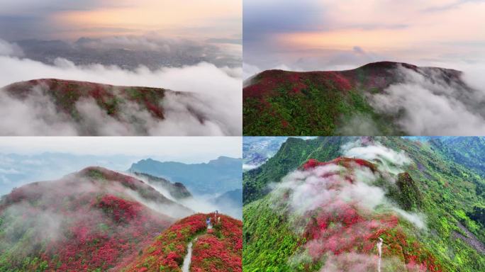 4K 黔东南丹寨漫山遍野杜鹃花盛开1