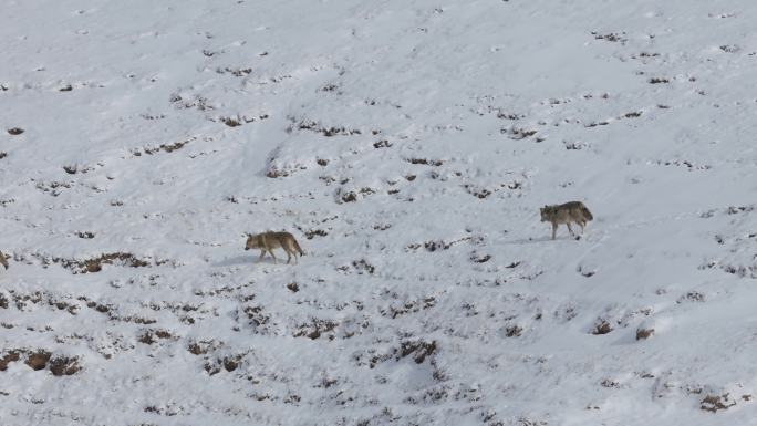 狼群在雪地行走