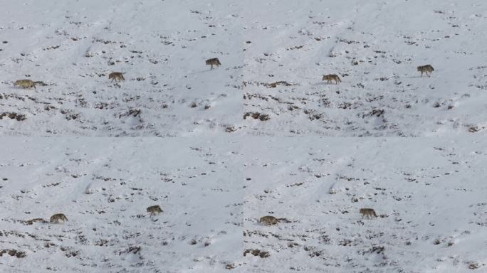 狼群在雪地行走
