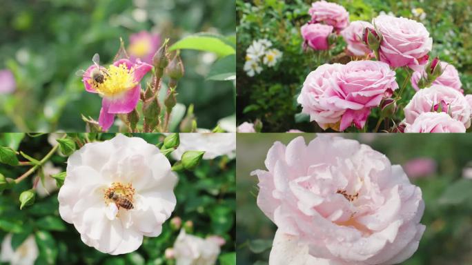 春天万物生长花朵月季玫瑰花蜜蜂采蜜
