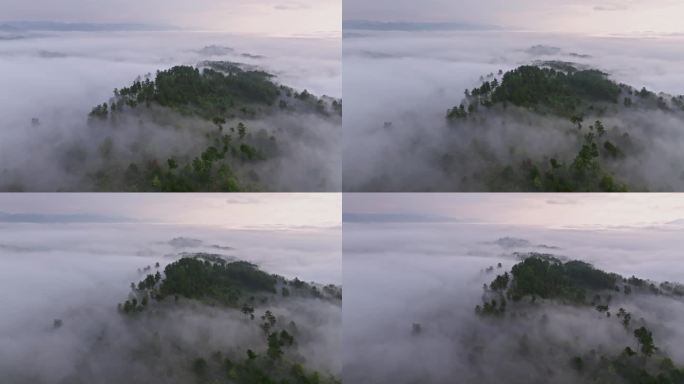 早晨森林云雾