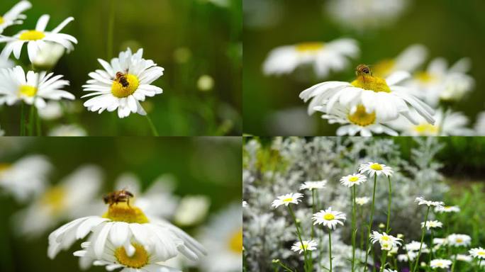 春天的蜜蜂在白色小菊花上采蜜