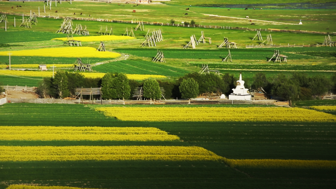 纳帕海油菜花 生态村庄 藏房